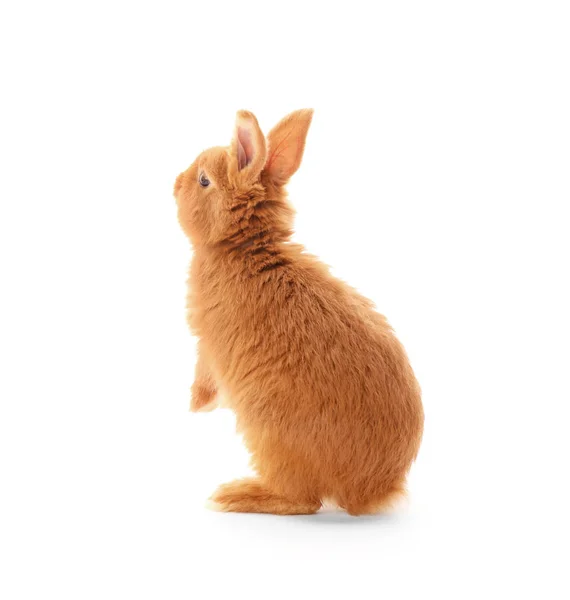 Nettes lustiges Kaninchen — Stockfoto
