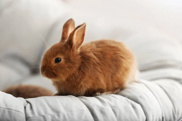 Schattige rode konijn — Stockfoto