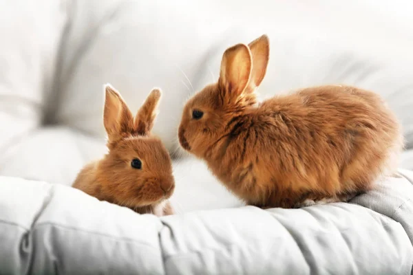 Cute red rabbits — Stock Photo, Image