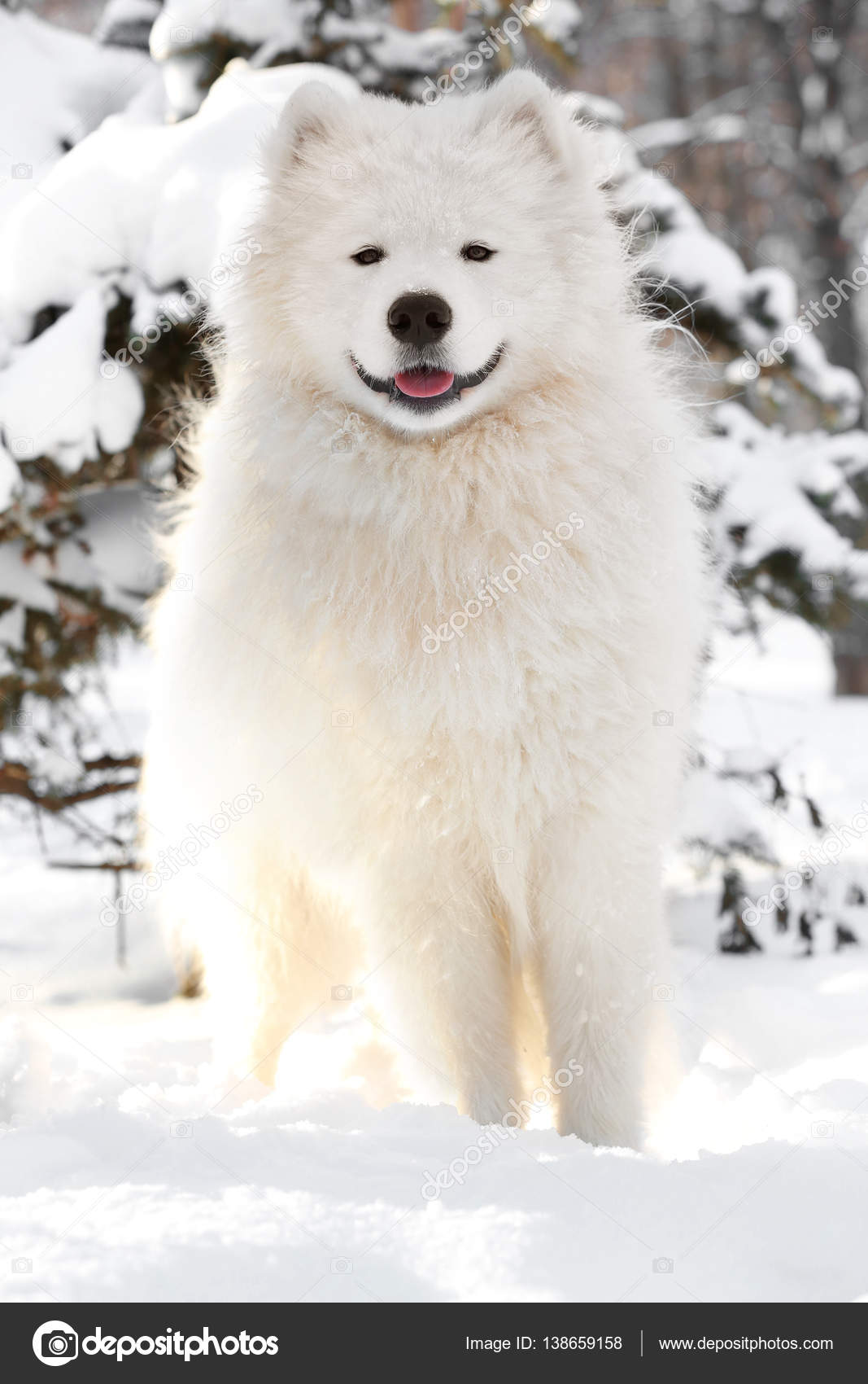 サモエド犬 Images Libres De Droit Photos De サモエド犬 Depositphotos