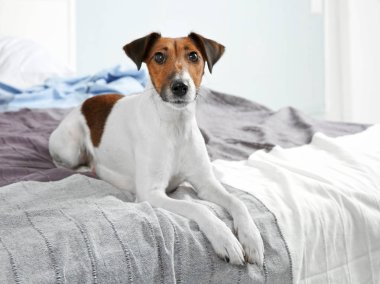 şirin komik köpek
