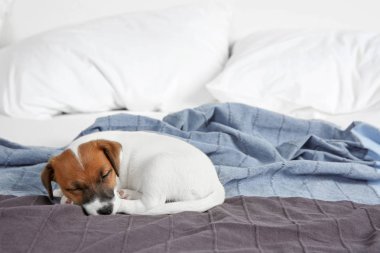 Uyuyan sevimli komik köpek