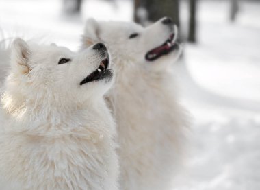 Şirin Samoyed köpek 