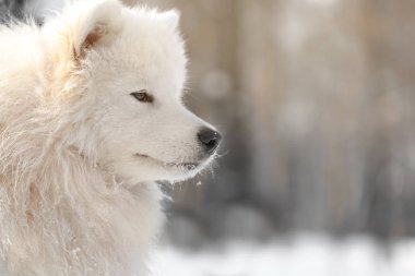 sevimli samoyed köpek