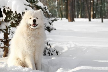sevimli samoyed köpek