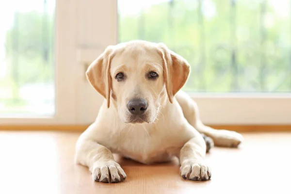 Gouden labrador hond — Stockfoto