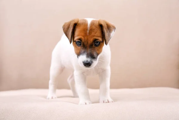 Cachorrinho pequeno bonito — Fotografia de Stock