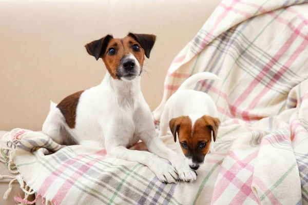 Jack Russell terrier med söt valp — Stockfoto