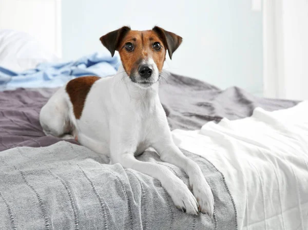 Cão engraçado bonito — Fotografia de Stock