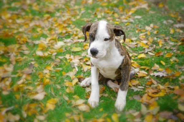 Funny puppy in autumn park — Stock Photo, Image