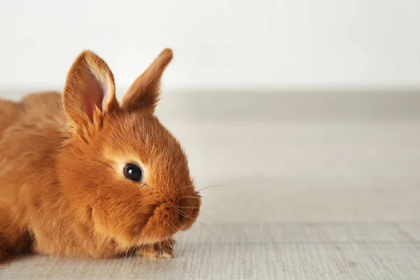 可爱有趣的兔子 — 图库照片