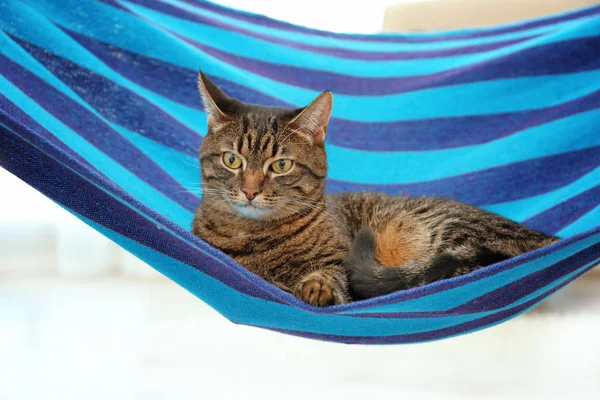 Adorable cat in blue hammock — Stock Photo, Image