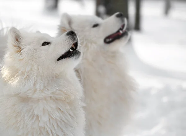 Lindos perros samoyedo — Foto de Stock