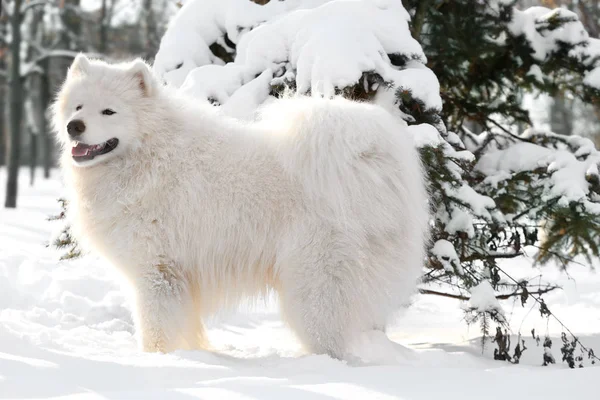 Lindo perro samoyed —  Fotos de Stock