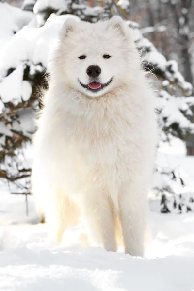 かわいいサモエド犬 — ストック写真