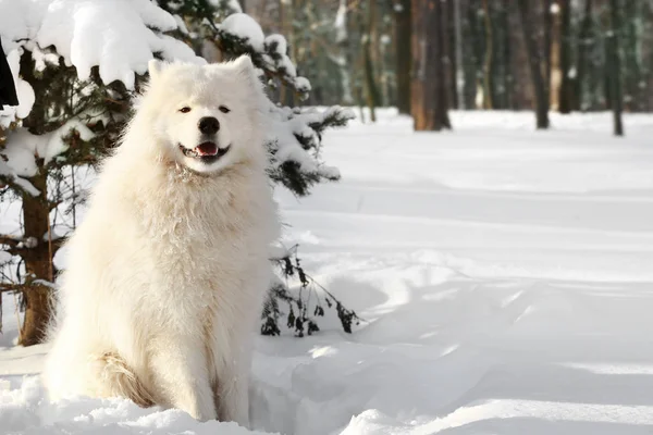 sevimli samoyed köpek