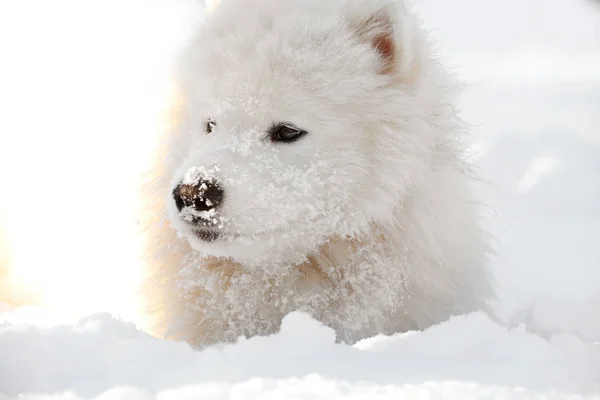 Sevimli samoyed köpek — Stok fotoğraf