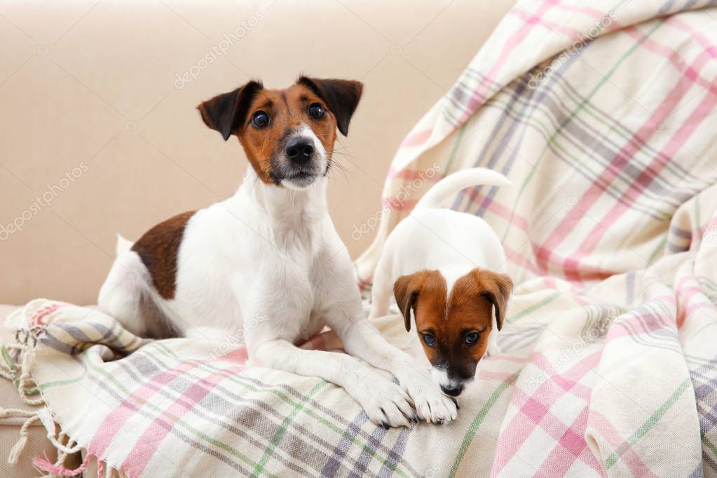Jack Russell terrier with cute puppy