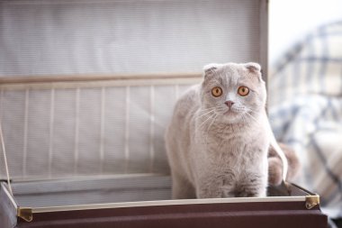 Cute curious cat  