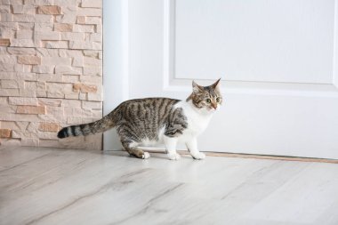 şirin komik kedi