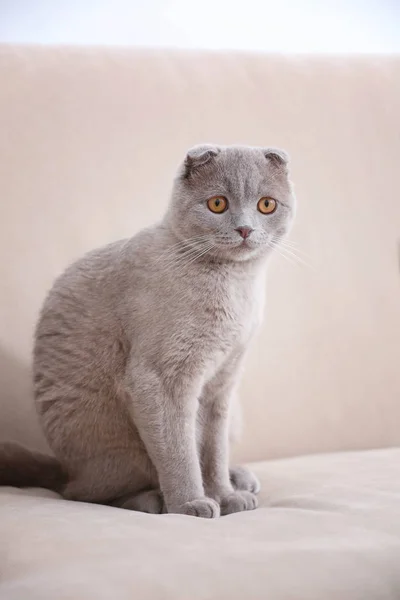 Carino gatto seduto su divano — Foto Stock