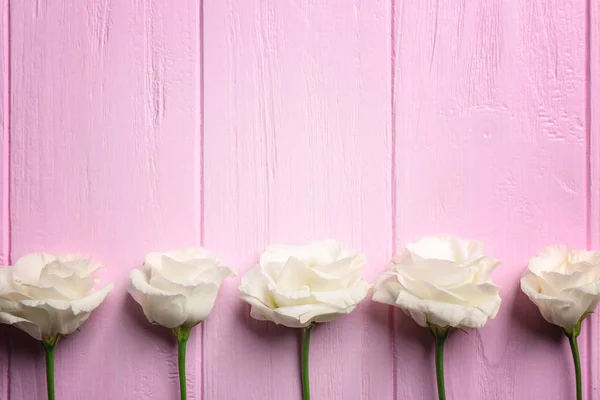 Eustoma Blüten auf rosa — Stockfoto