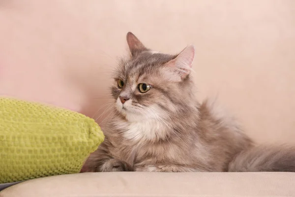 Süße lustige Katze auf beigem Sofa — Stockfoto