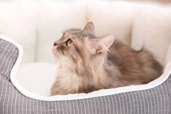 Cute funny cat on bed — Stock Photo, Image