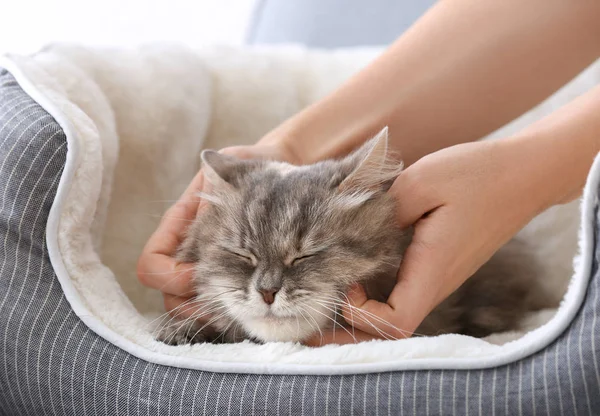 Kvinnliga ägare petting hennes katt — Stockfoto