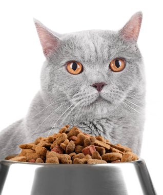 Şirin kedi ve gıda ile kase 