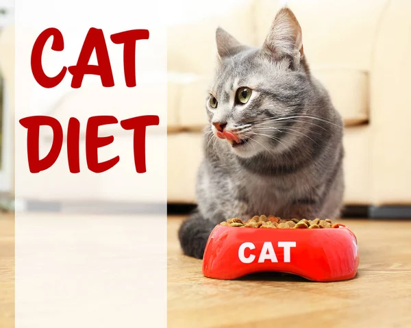 健康和均衡的猫餐概念. — 图库照片