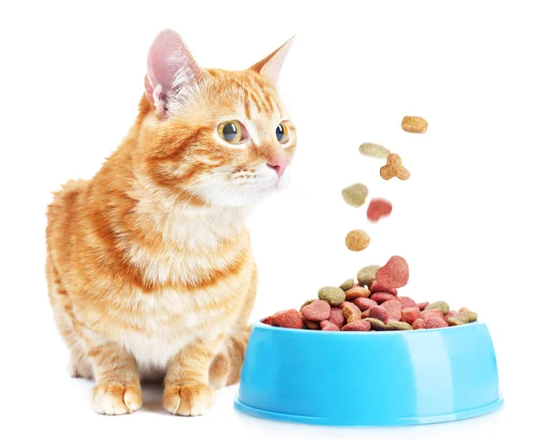 Gato bonito e tigela com comida — Fotografia de Stock
