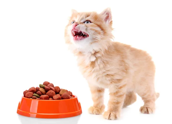 Cute kitten and bowl with dry food — Stock Photo, Image