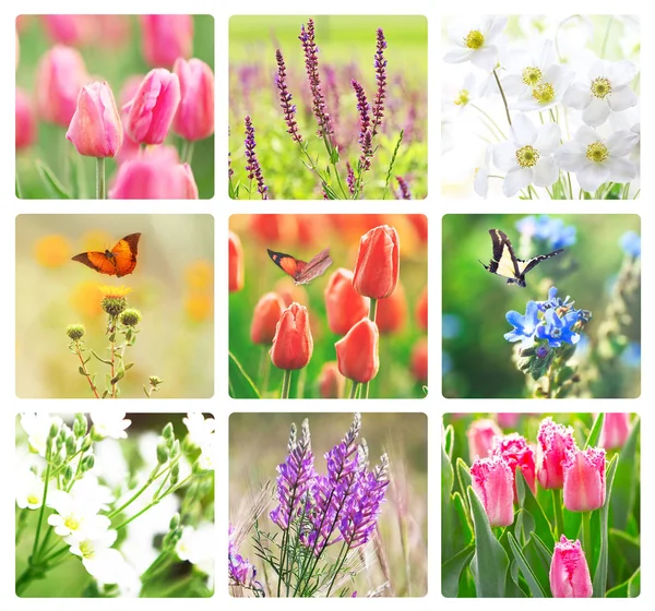 Colagem de flores elegantes — Fotografia de Stock