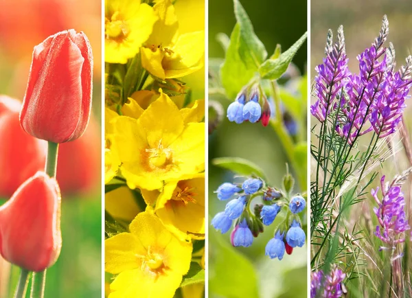 Collage van elegante bloemen — Stockfoto