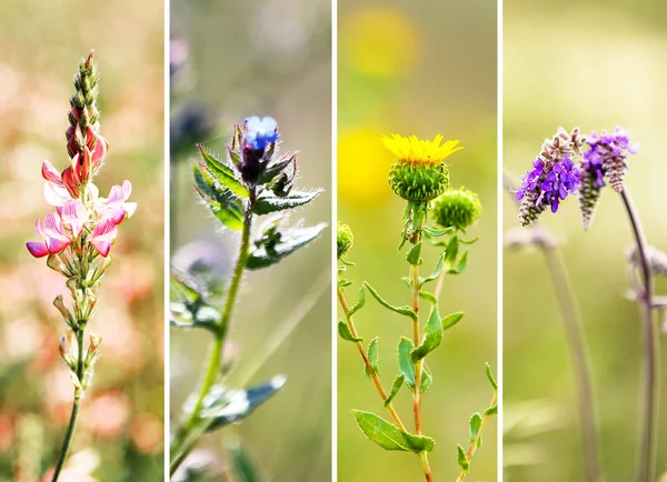 Collage de flores elegantes —  Fotos de Stock