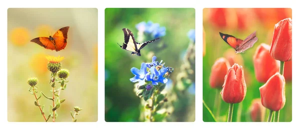 Collage av eleganta blommor — Stockfoto