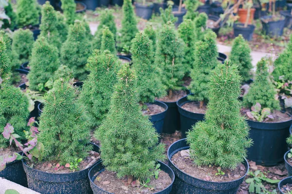 Potten met jonge coniferen planten — Stockfoto