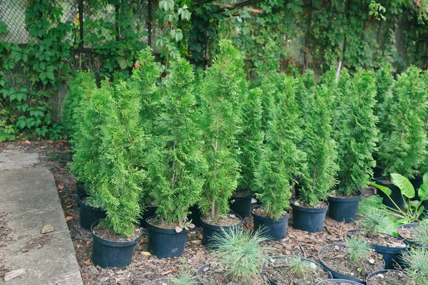 Pots with young thuja plants — Stock Image Pots with young thuja plants Stock Picture