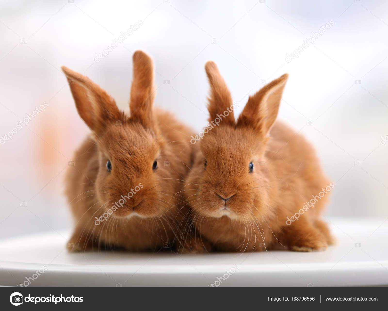 かわいい面白いウサギ ストック写真 C Belchonock