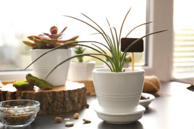 Pencere üzerinde güzel houseplant