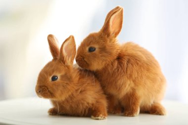 Şirin komik tavşan