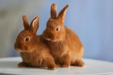 Şirin komik tavşan