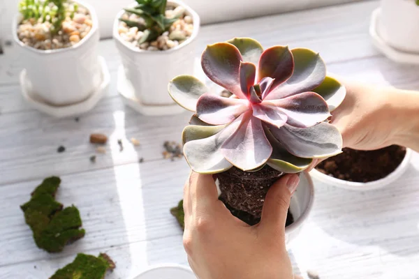 Florist replanting succulent — Stock Photo, Image