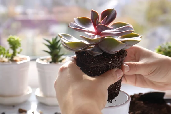 Florist replanting succulent — Stock Photo, Image