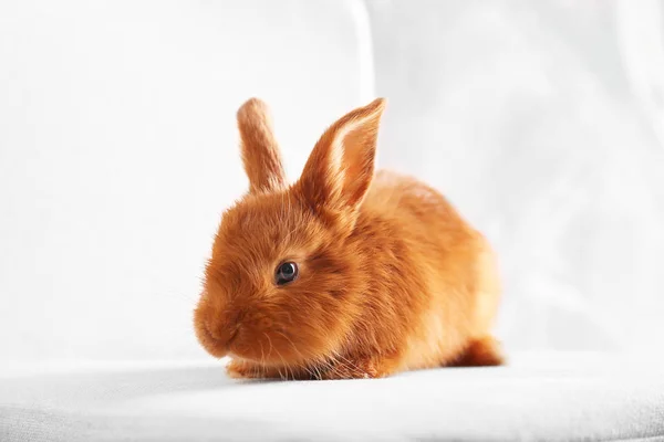 Lindo conejo divertido — Foto de Stock