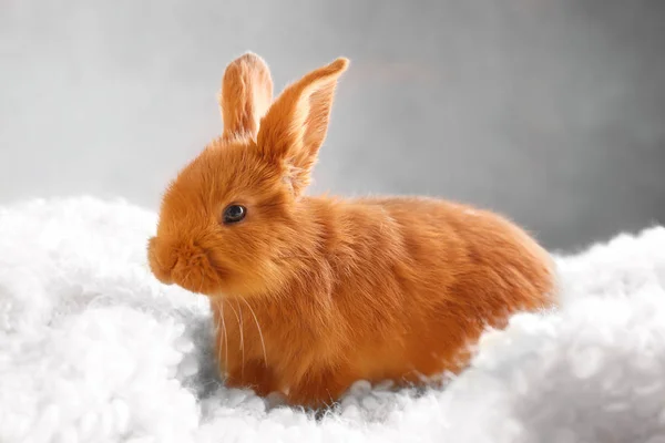 かわいい面白いウサギ — ストック写真