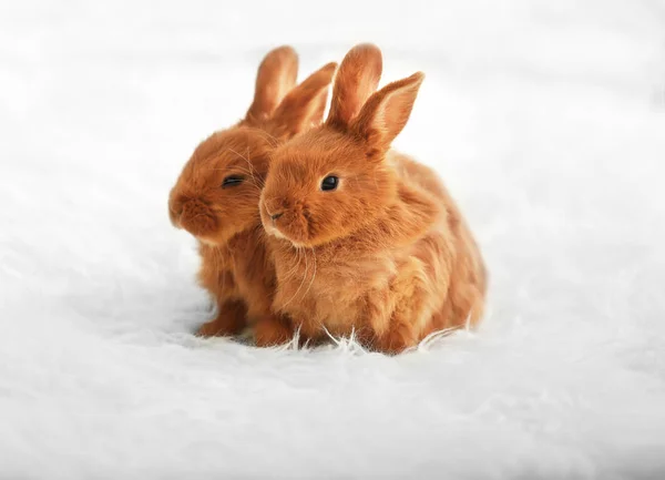 Cute funny rabbits — Stock Photo, Image