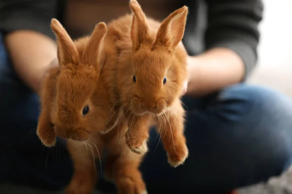 Mulher segurando coelhos vermelhos — Fotografia de Stock