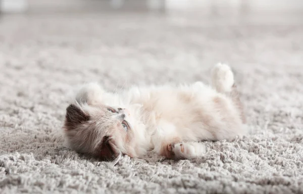 カーペットの上のかわいい子猫 — ストック写真